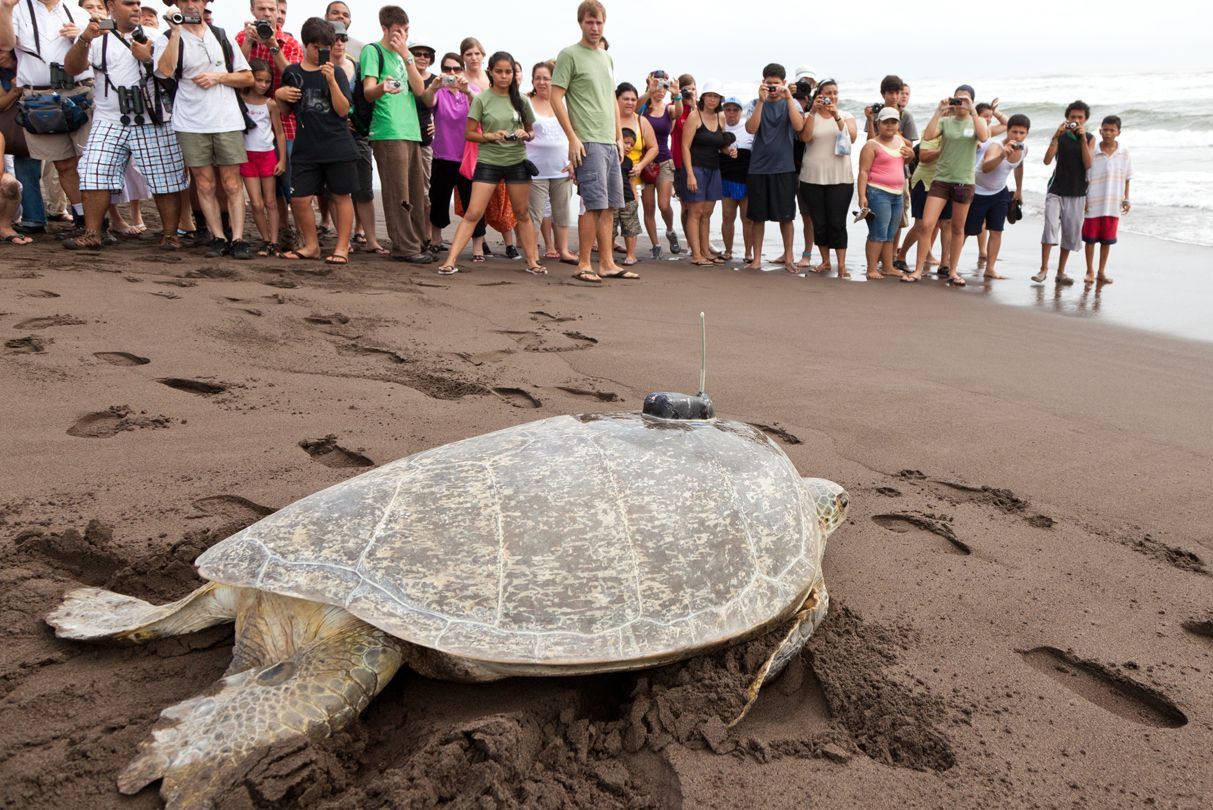 FloridaSeaTurtles - Fundraiser by Andy Tranh on *spotfund